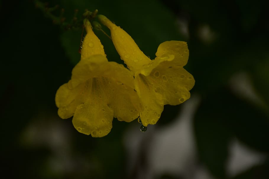 flower, water, drop, bloom, blossom, plant, rain, yellow, summer HD wallpaper