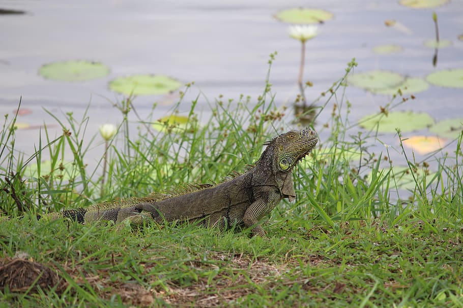 belize, nature, lamanai, lizard, reptile, river, iguana, brown HD wallpaper
