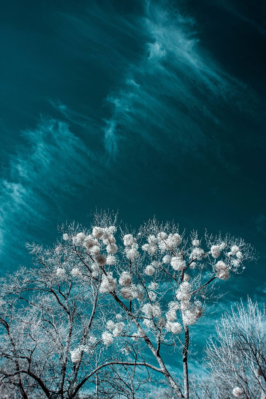 white flowering tree, nature, plant, water, beauty in nature HD wallpaper