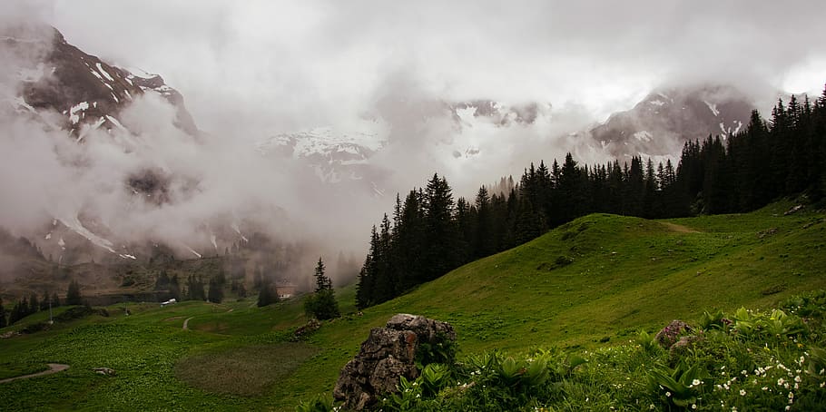 fog, alps, flowers, austria, cloud - sky, beauty in nature HD wallpaper