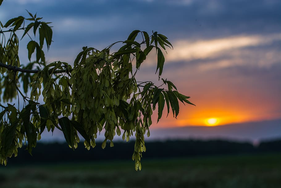 Green Leafed Tree, blossom, blurred background, clouds, colors HD wallpaper