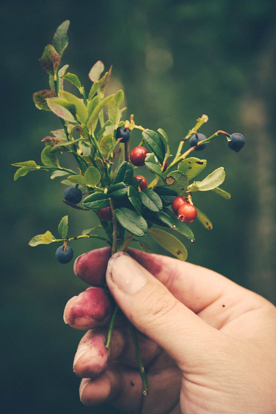 sweden, norräng, forest, lingonberry, blueberry, nature, hand HD wallpaper