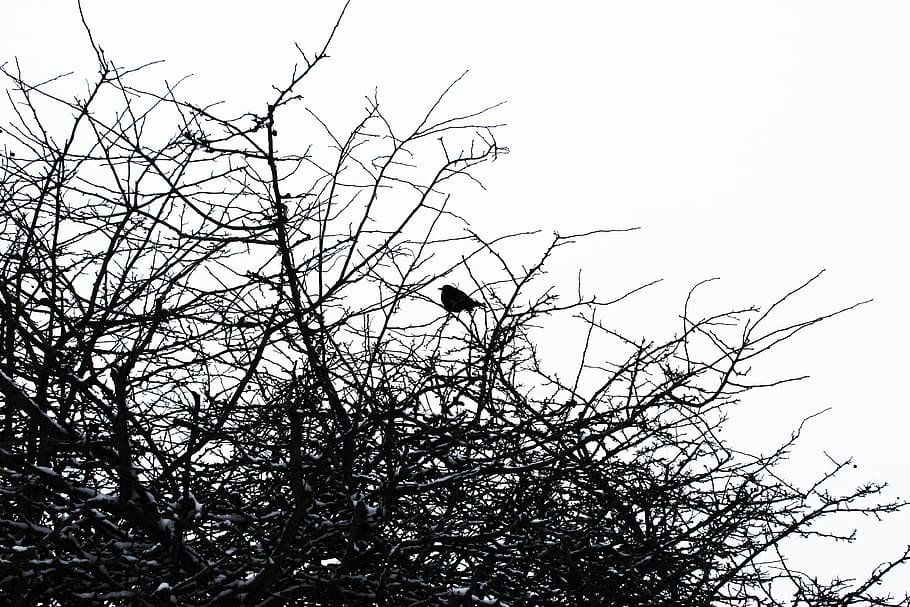 bird, tree, branch, sky, plant, low angle view, vertebrate HD wallpaper