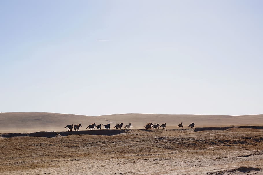 horses on desert, animal, landscape, animal themes, environment HD wallpaper