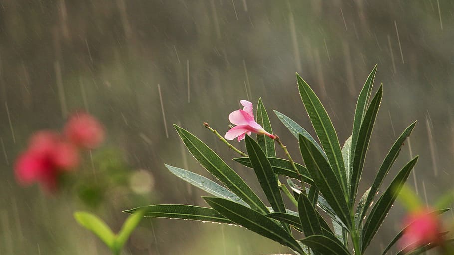 Kerala Nature Rain Hd Wallpapers