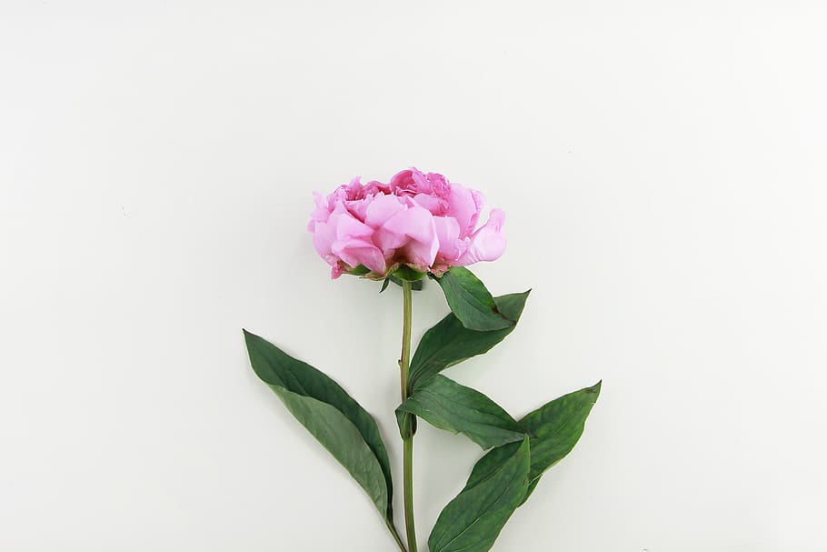 purple rose flower, flowering plant, freshness, leaf, beauty in nature HD wallpaper