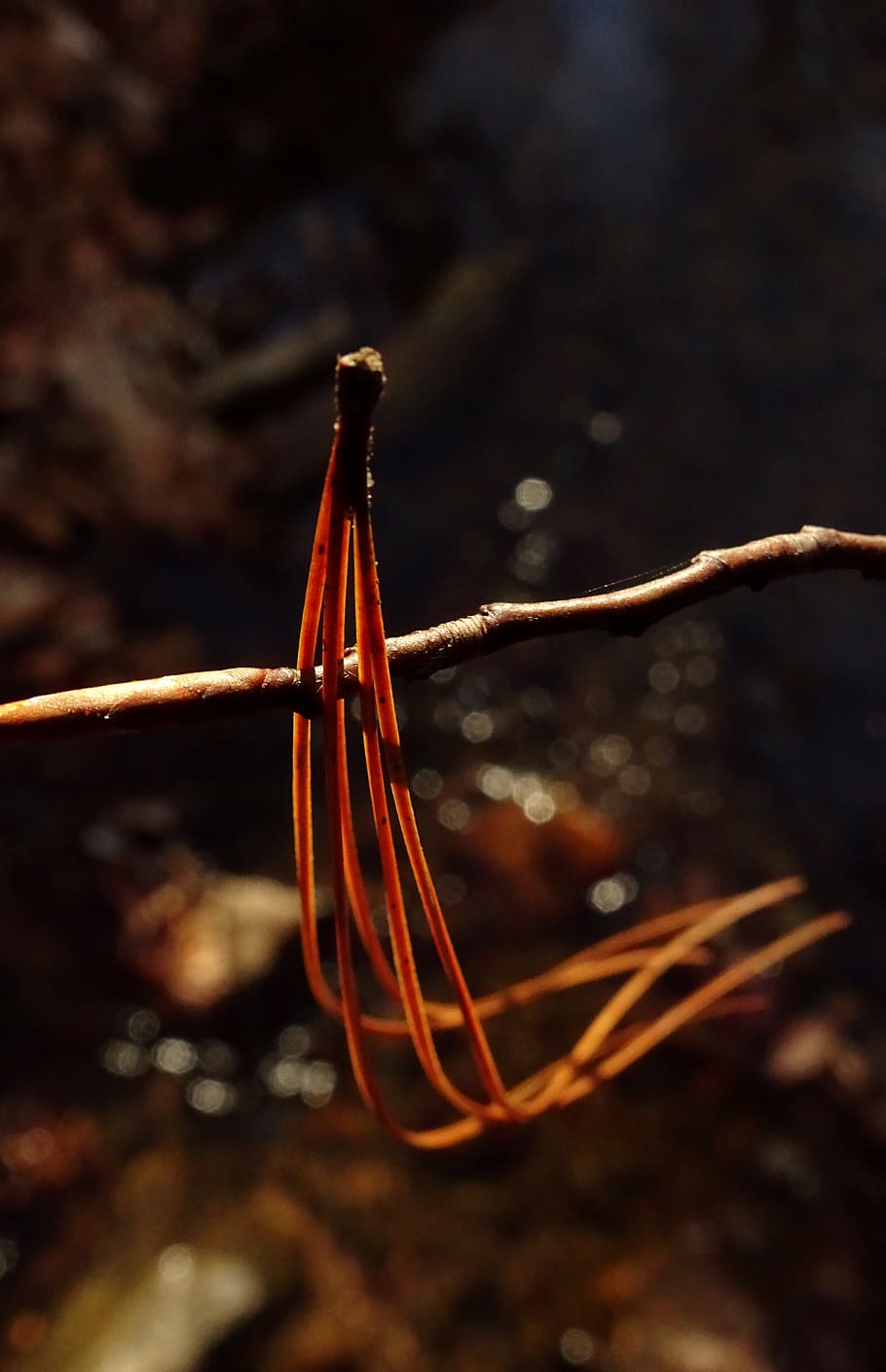 rust, wire, barbed wire, light, creek, copper, simple, woods HD wallpaper