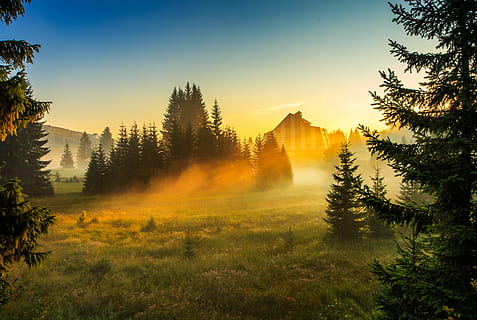 haze, morning, trees, durmitor, montenegro, plant, beauty in nature HD wallpaper