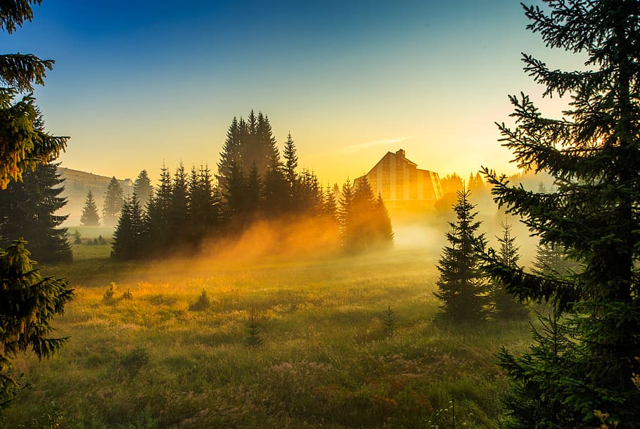 haze, morning, trees, durmitor, montenegro, plant, beauty in nature HD wallpaper