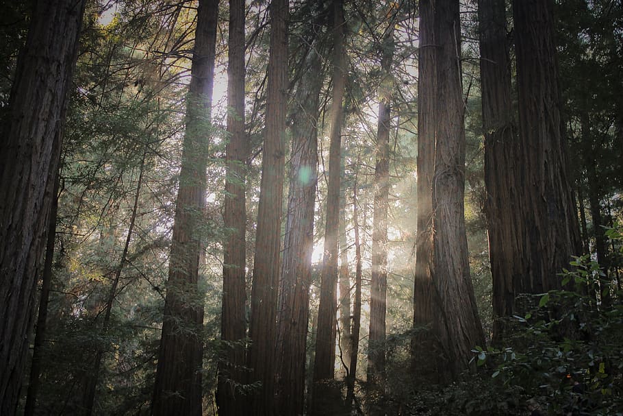 california, woods, trees, redwood, redwoods, muir, muir woods