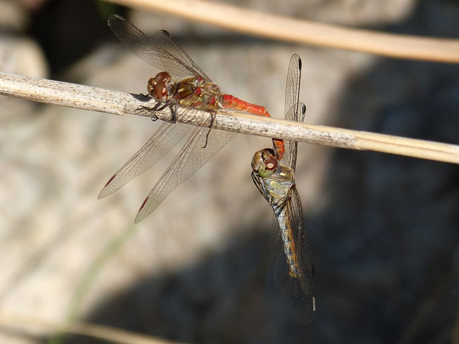 dragonfly, insect intercourse, mating, sympetrum striolatum HD wallpaper