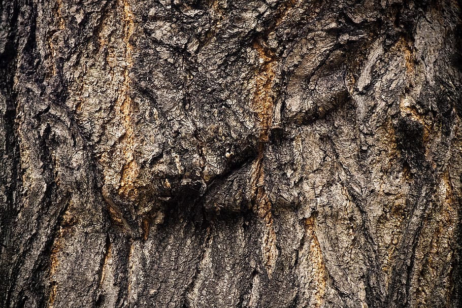 tree, bark, nature, forest, tribe, wood, log, old, plant, background HD wallpaper