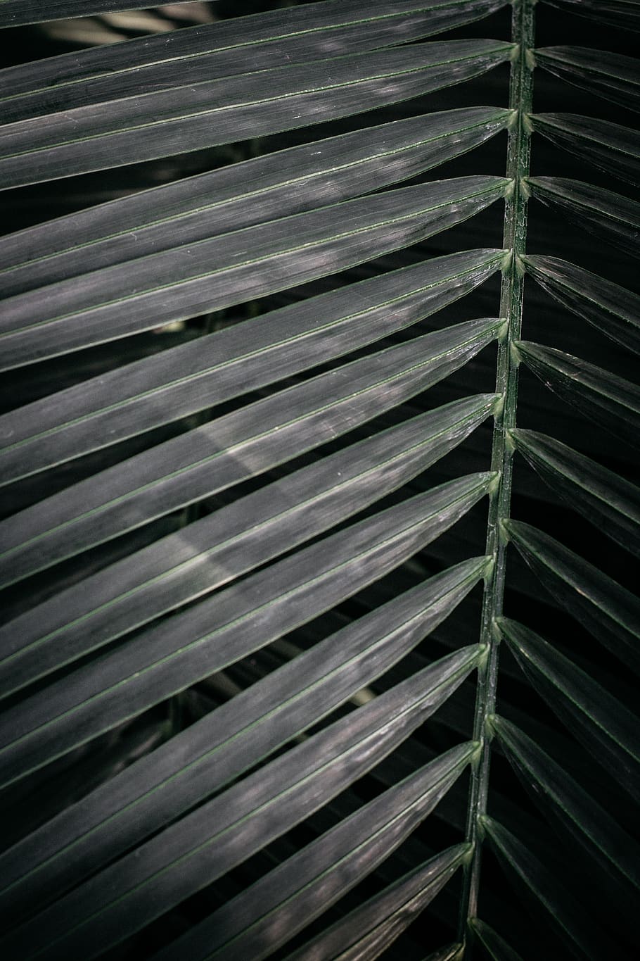 Green Leaves, color, design, environment, fresh, freshness, growth HD wallpaper