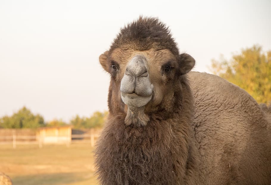 camel, hunchback, bump, caravan, dromedary, zoo, animal, nature HD wallpaper