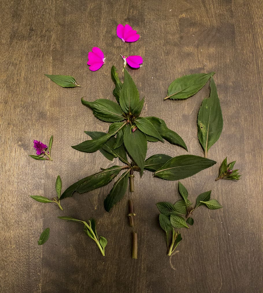 broken, flower, nature, leaves, abstract, pink, petal, flowering plant HD wallpaper
