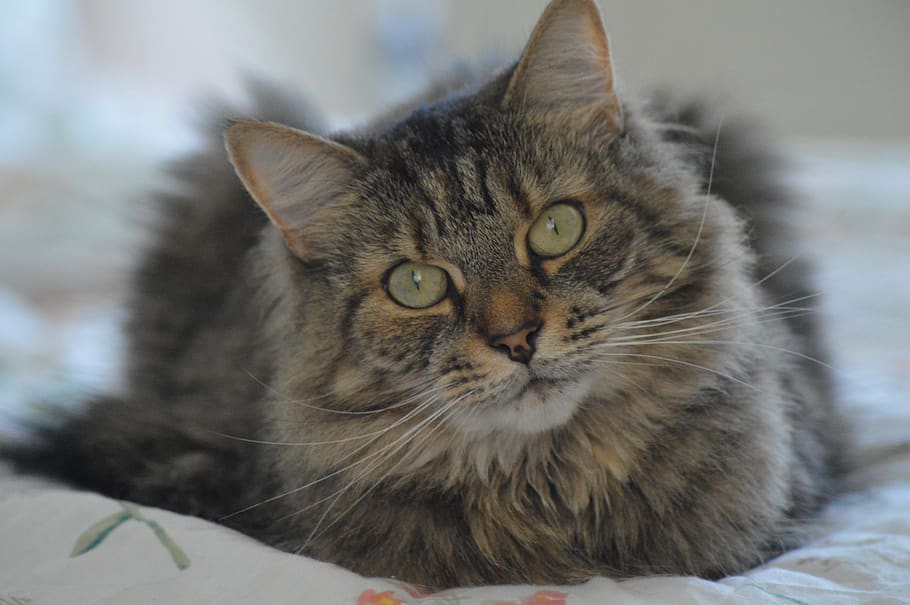 cat, tabby, pet, animal, portrait, domestic, cute, sweet, cuddly HD wallpaper