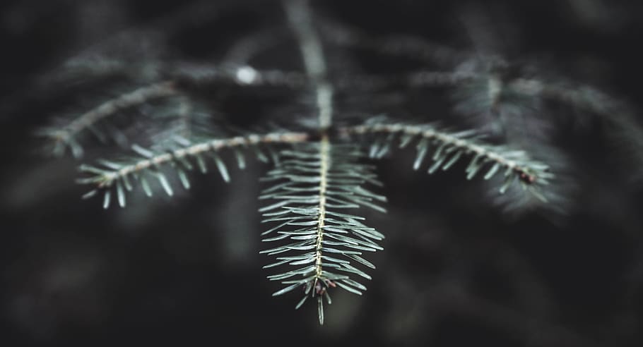 pines, branch, macro, close up, autumn, winter, spring, wallpaper HD wallpaper