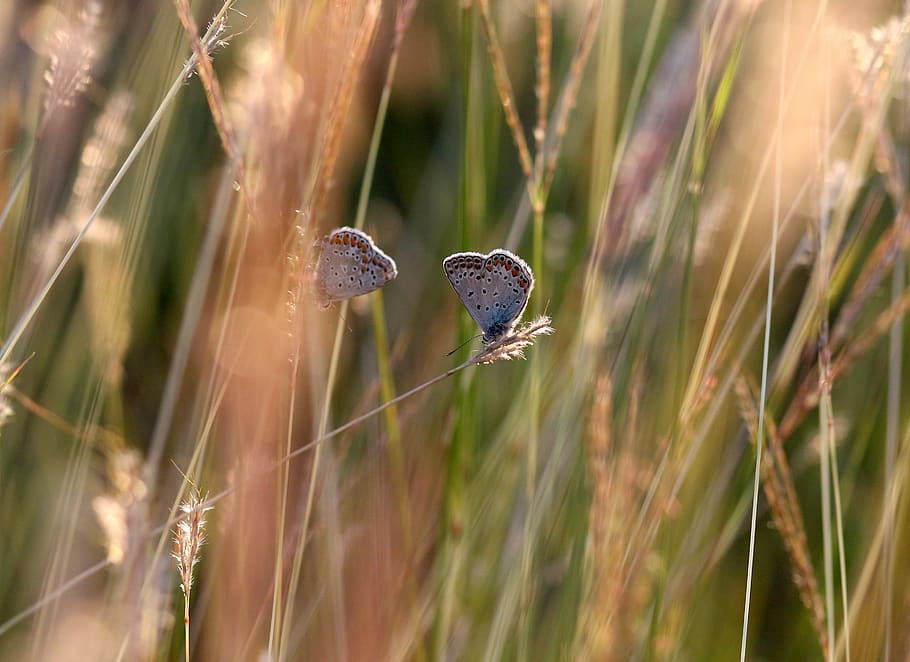 butterflies, mating, grass, nature, insect, reproduction, pair HD wallpaper