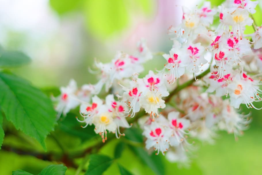 flower, con2011, nature, flowering plant, freshness, beauty in nature HD wallpaper