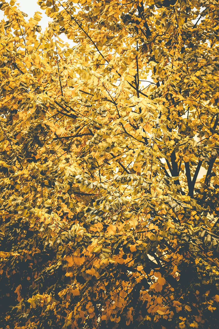 Yellow Leaf Tree Under Clear Sky at Daytime, abstract, branch HD wallpaper