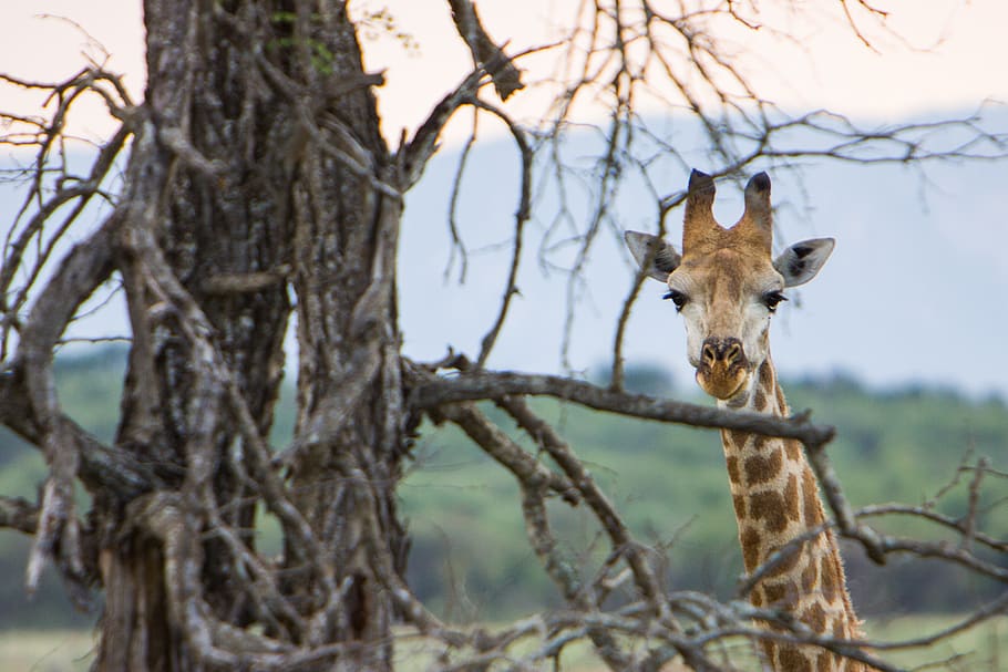 swaziland, mkhaya game reserve, nature, wildlife, giraffe, africa, HD wallpaper