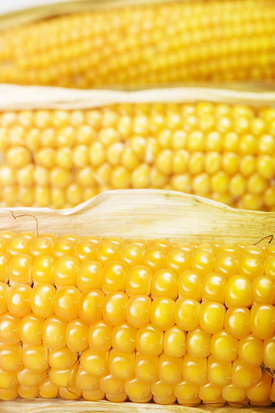 corn, crop, heap, cooked, ear, meal, cutout, prepared, yellow HD wallpaper