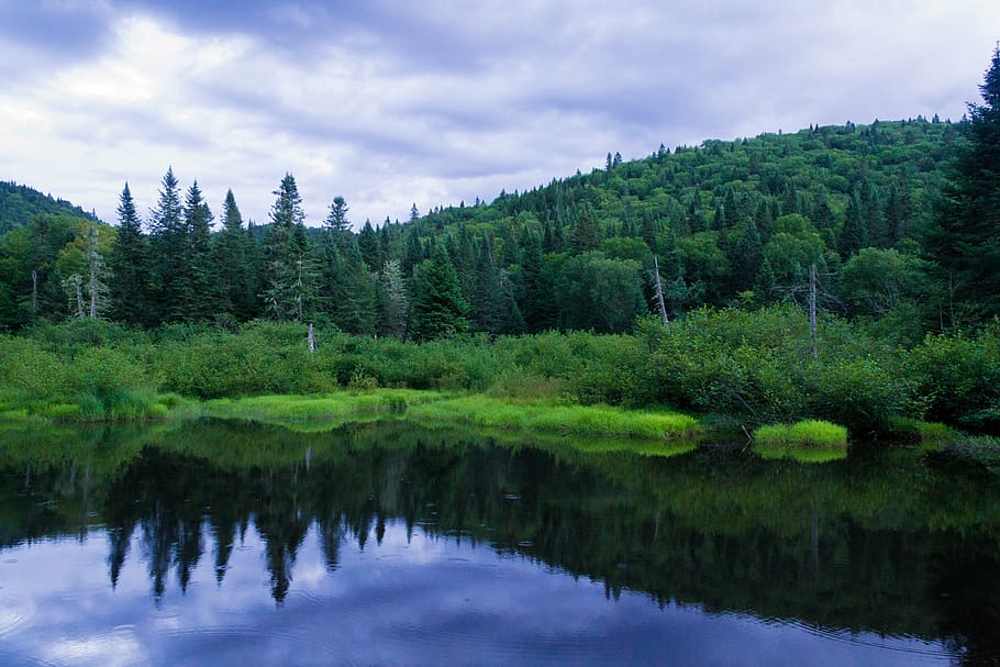 trees, lake, forest, mountain, water, plant, reflection, beauty in nature HD wallpaper