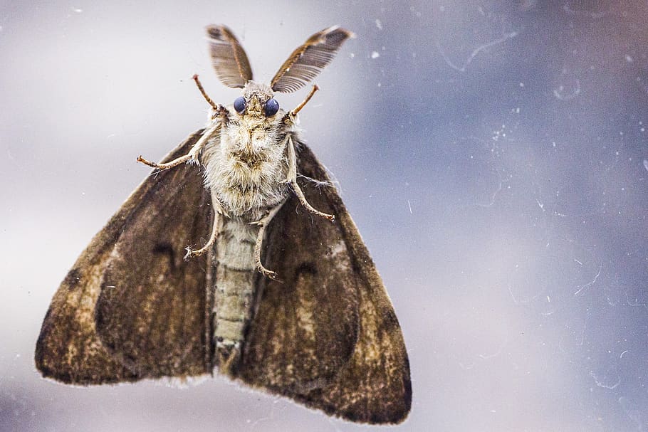 mot, bug, macro, butterfly, nature, animal, wing, animals, flower HD wallpaper