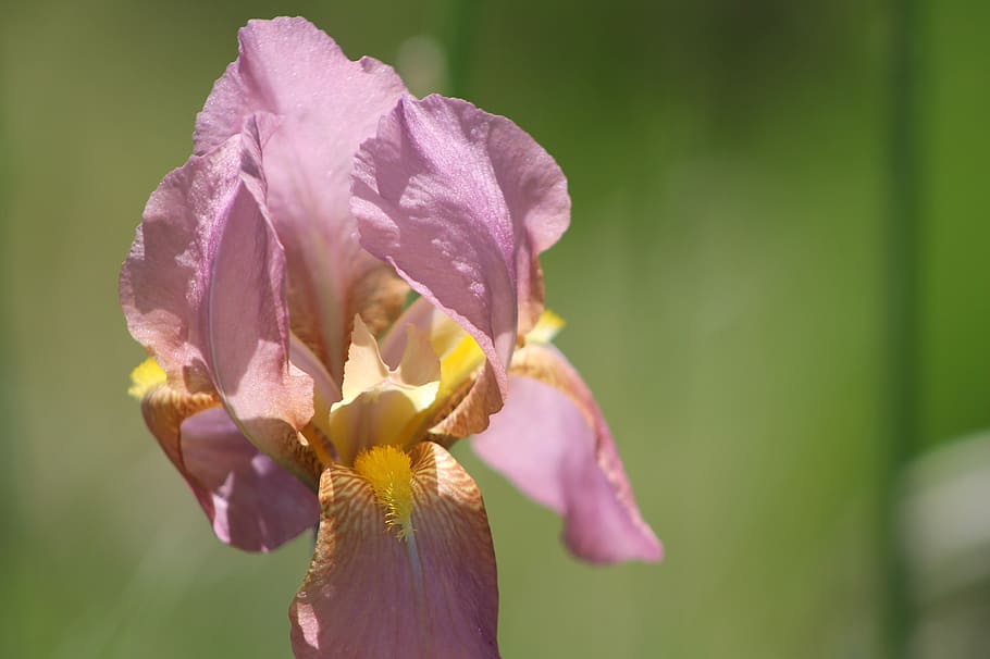 iris, purple, yellow, bloom, spring, flowers, summer, flora HD wallpaper