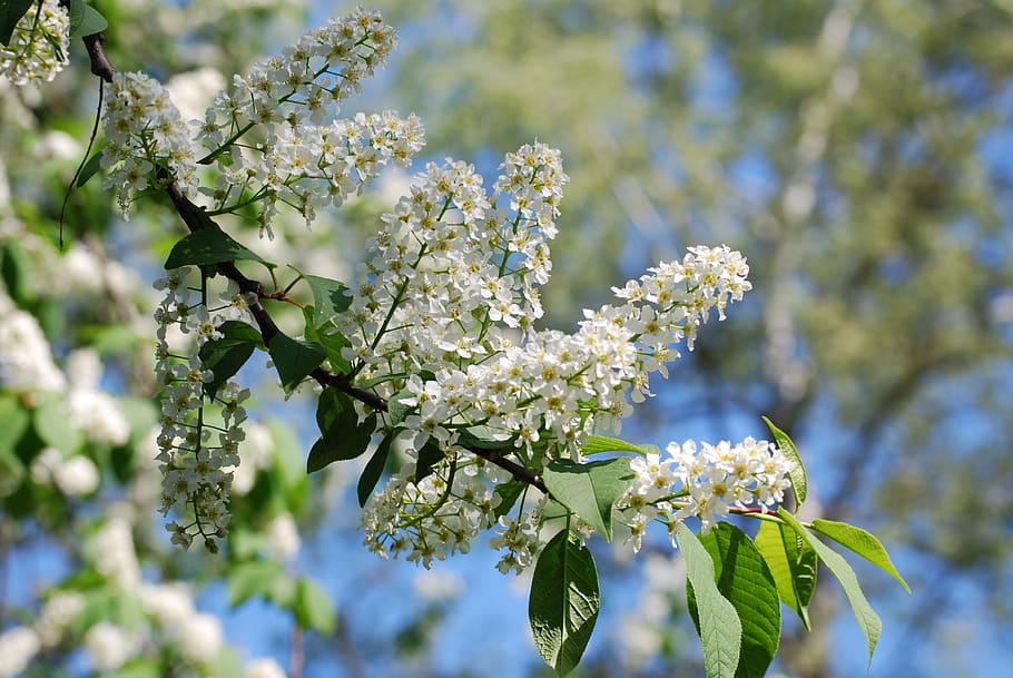 spring, early summer, hägg, flowering trees, flowering plant HD wallpaper