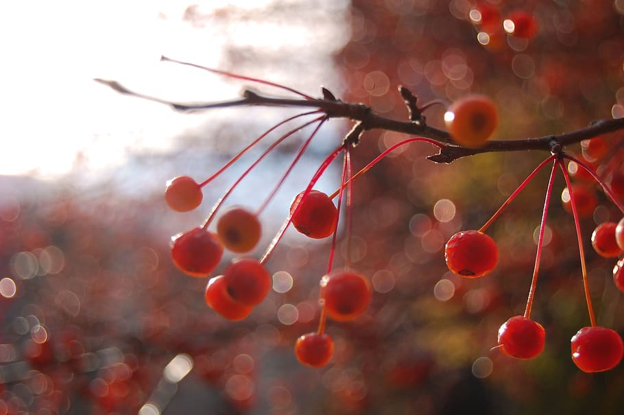 fruit, focus on foreground, no people, red, close-up, plant HD wallpaper