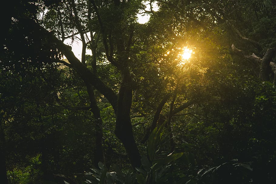 Green Forest Tree, backlit, dawn, environment, evening, fog, growth HD wallpaper