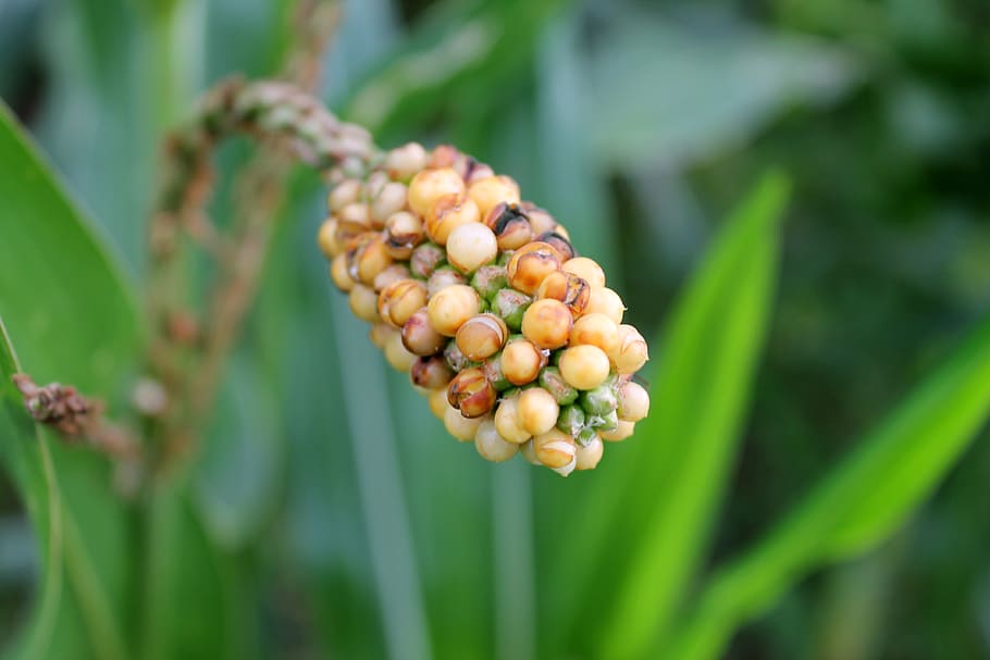 corn, cornfield, yellow, vegetables, bio, nature, harvest, grain HD wallpaper