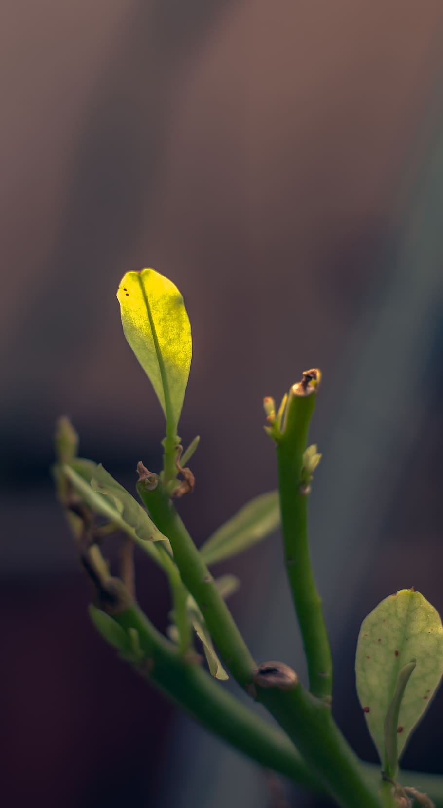 leaf, plant, growth, close-up, fragility, beauty in nature HD wallpaper