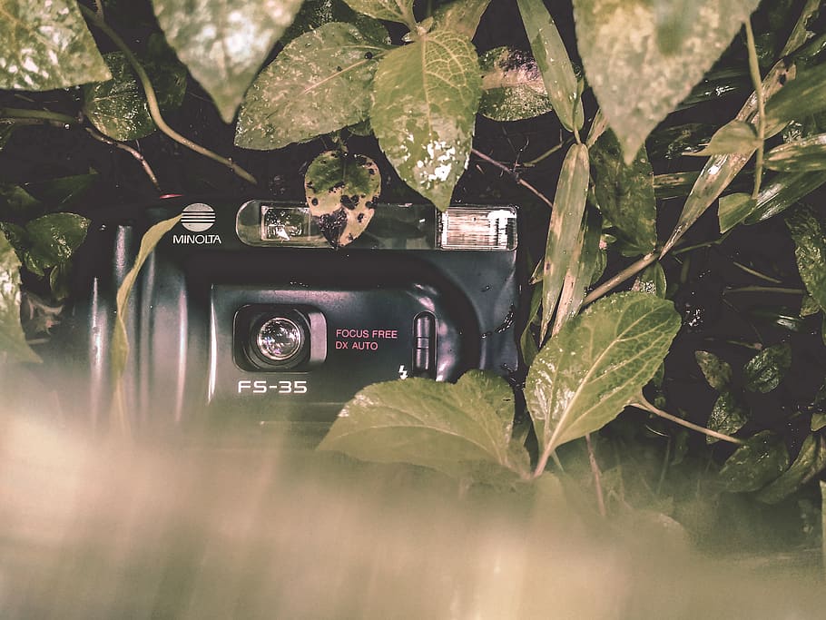 Black Minolta Film Camera Covered With Leaves, brand, color, environment HD wallpaper