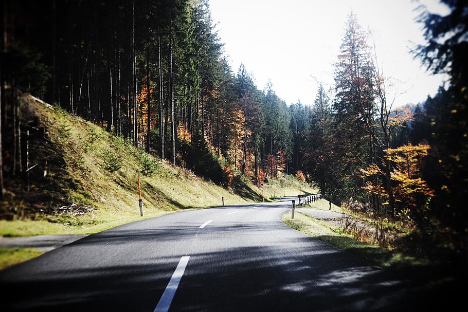 austria, glanz, forest, carinthia, road, autumn, colors, sunny HD wallpaper