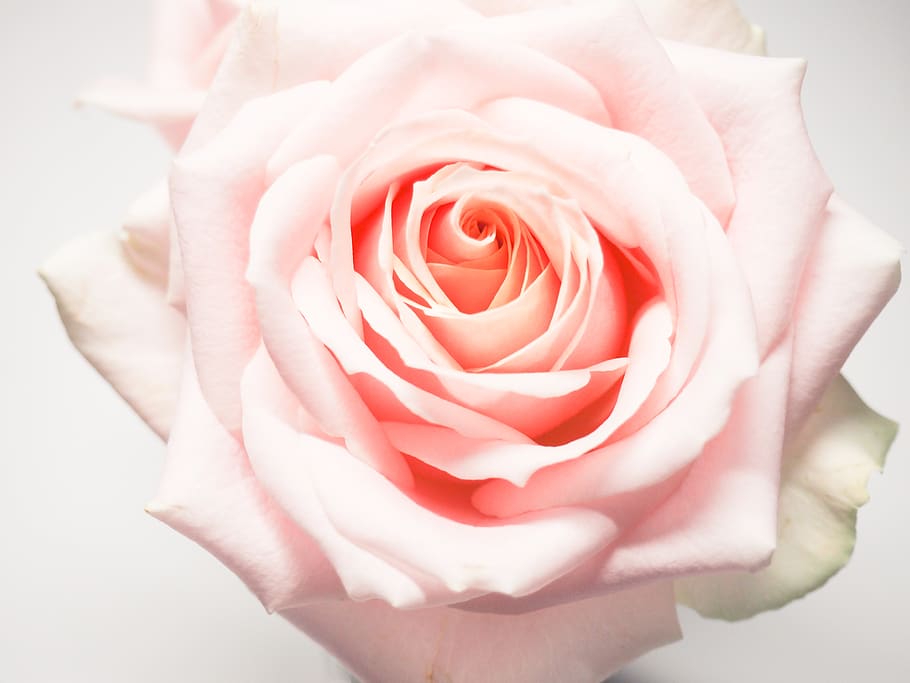 Macro Photography of Pale-pink Rose, bloom, blooming, botanical HD wallpaper
