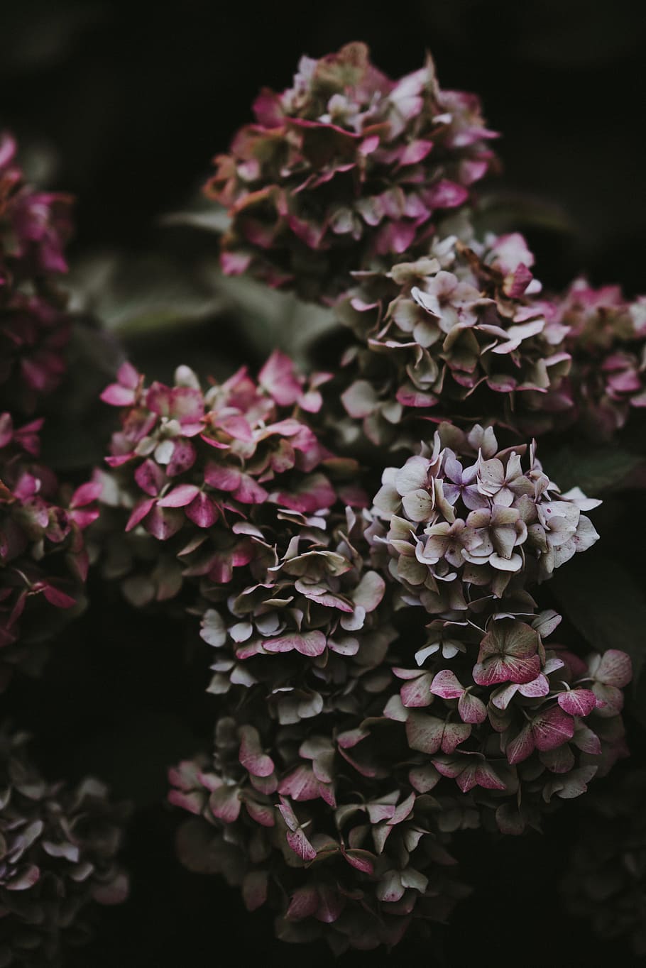 shallow focus photography of purple ixora coccinea, floral, hydrangea HD wallpaper