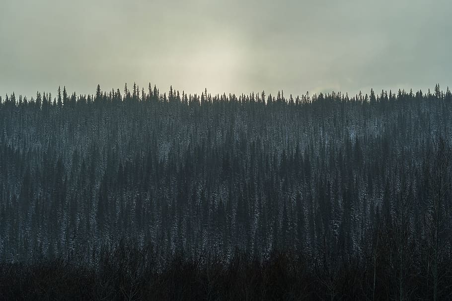 green trees under cloudy sky, plant, abies, fir, conifer, canada HD wallpaper
