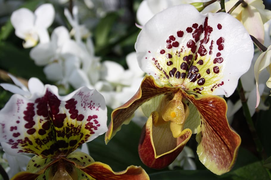 spring, flowers, orchids, petals, botany, white, season, flora HD wallpaper