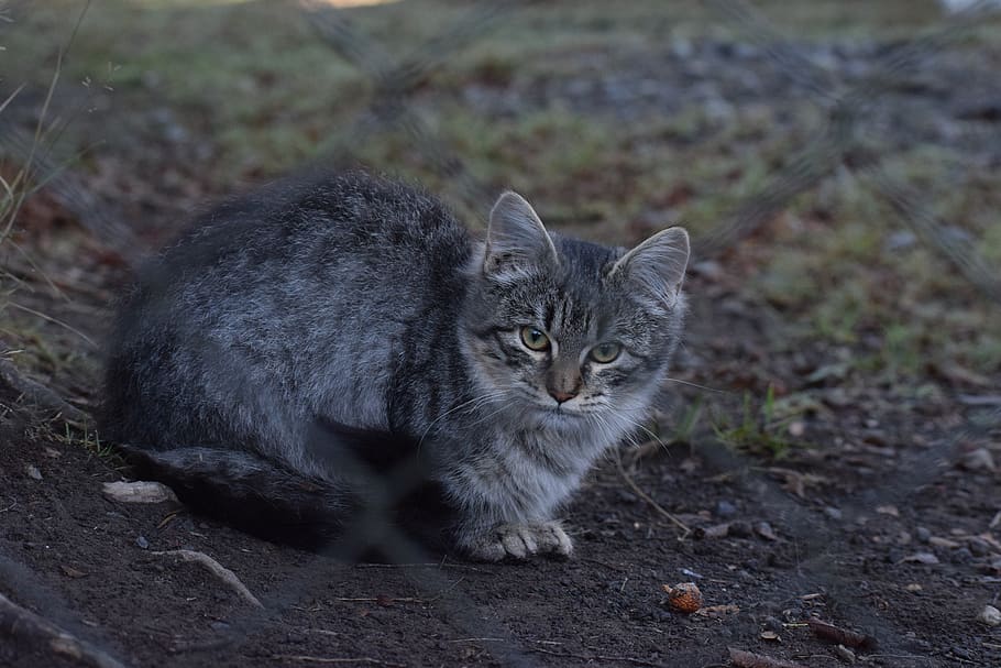 cat, mammal, animal, manx, pet, chile, pucón, kitten, chilean fauna, HD wallpaper