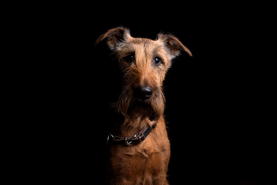 dog, animal, cute, pet, terrier, thoroughbred, irish terrier, HD wallpaper