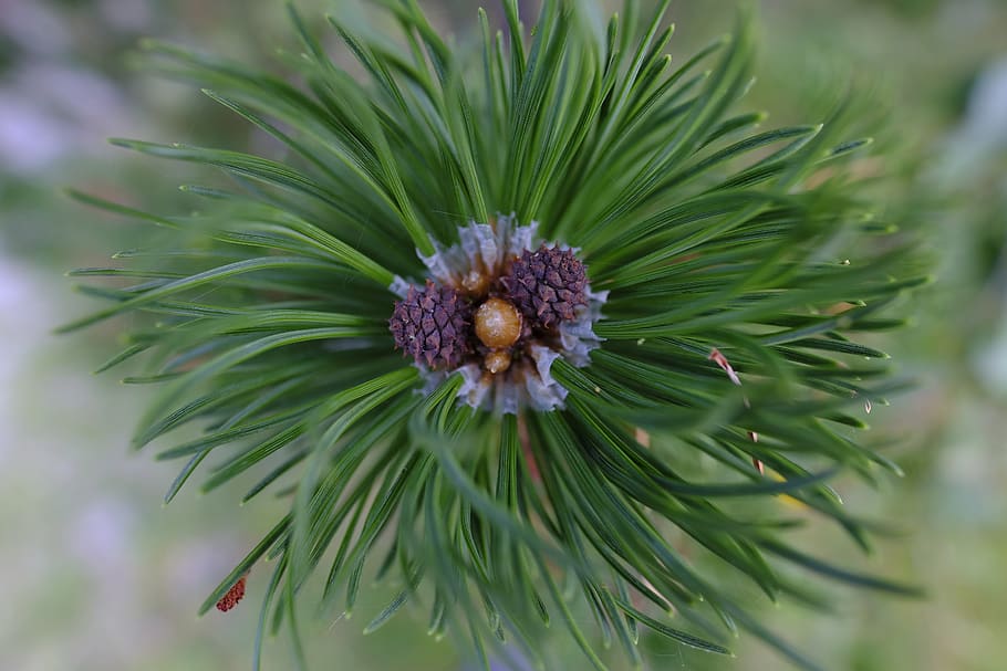 pine, pine flower, blossom, bloom, tree, conifer, branch, plant HD wallpaper