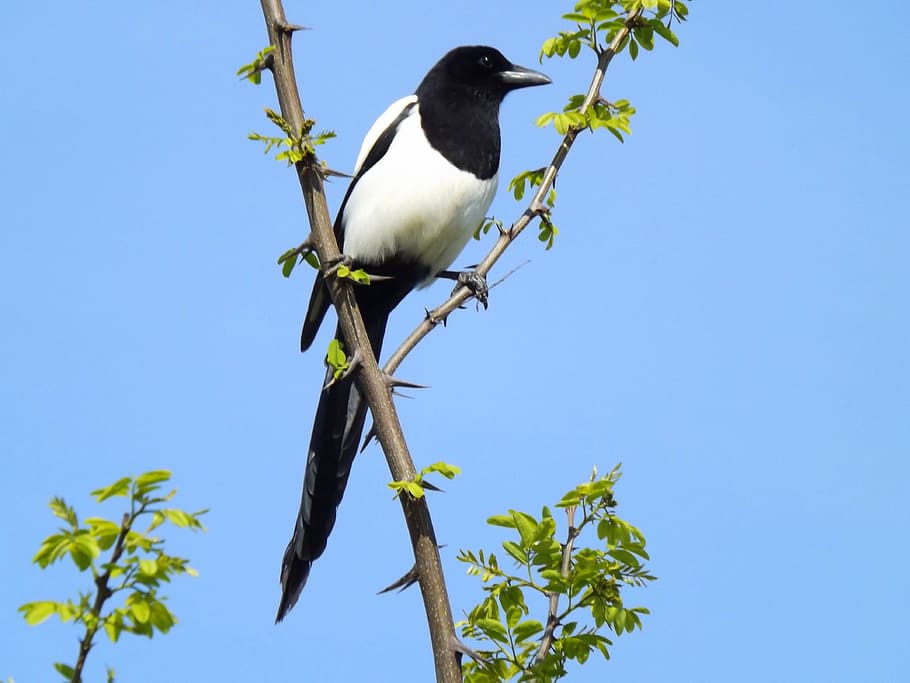 bird, tree, plant, black, white, beak, vertebrate, animal themes HD wallpaper