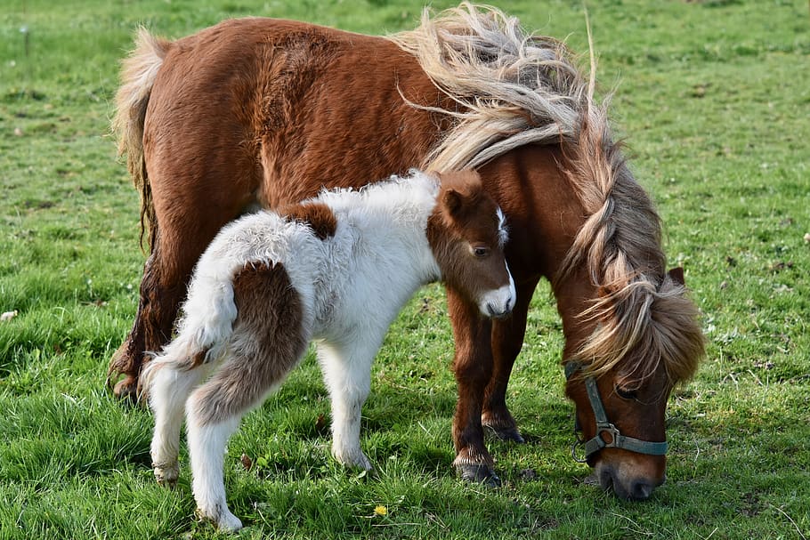 shetland pony, baby foal shetland, shetland pony jarod, pony shetland