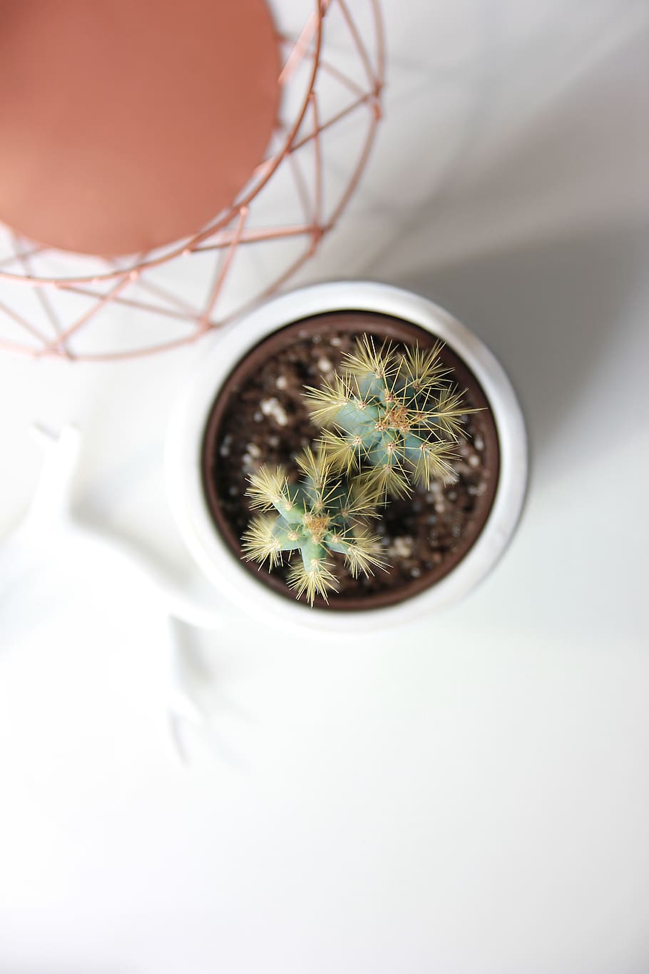 green cacti, plant, indoors, close-up, no people, healthcare and medicine HD wallpaper