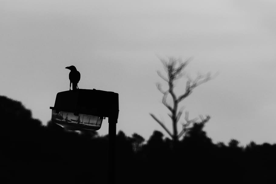 tree, crow, bird, jungle, forest, dawn, dusk, silhouette, animal themes HD wallpaper