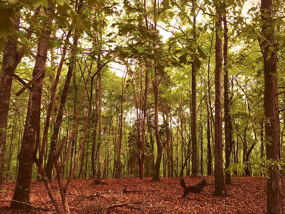 trees, green, forest, dog, running dog, forest floor, branches HD wallpaper