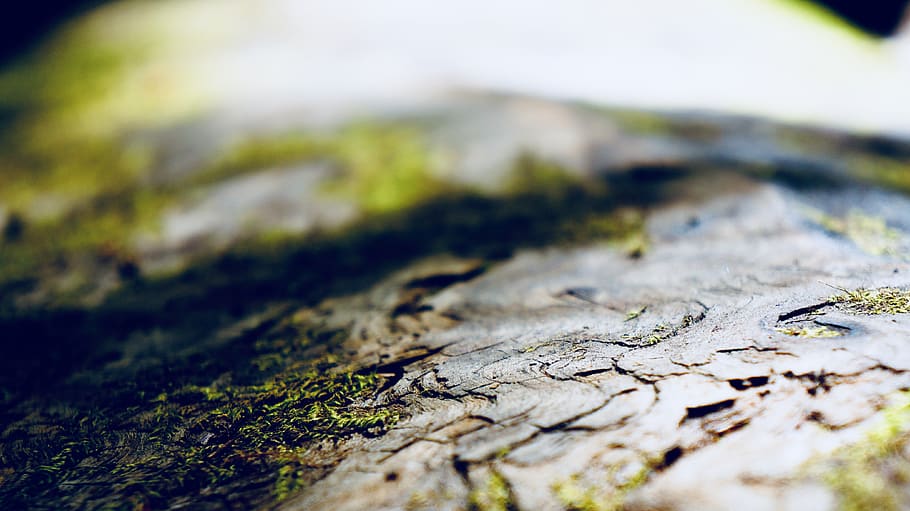 tree, forest, wood, moss, green, dark, shade, sunlight, selective focus HD wallpaper
