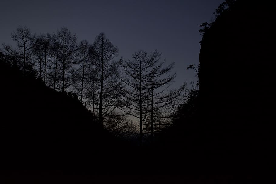 nature, tree, outdoors, plant, silhouette, abies, fir, night HD wallpaper